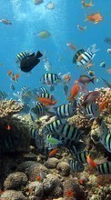 Новые обои на телефон скачать бесплатно: Кораллы, Море, Рыбы, Животные.