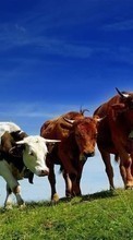 Новые обои на телефон скачать бесплатно: Коровы, Трава, Животные.