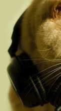 Кошки, Музыка, Животные для Samsung Galaxy On7