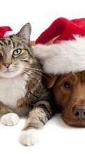 Новые обои 1024x768 на телефон скачать бесплатно: Кошки, Новый Год (New Year), Праздники, Рождество (Christmas, Xmas), Собаки, Животные.