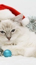Новые обои 1024x768 на телефон скачать бесплатно: Кошки, Новый Год (New Year), Праздники, Рождество (Christmas, Xmas), Животные.