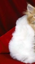 Новые обои на телефон скачать бесплатно: Кошки, Новый Год (New Year), Праздники, Рождество (Christmas, Xmas), Животные.