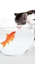 Новые обои на телефон скачать бесплатно: Кошки, Рыбы, Юмор, Животные.