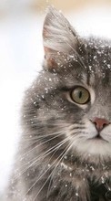 Новые обои на телефон скачать бесплатно: Кошки, Снег, Животные.