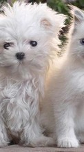 Кошки, Собаки, Животные для Sony Ericsson Xperia PLAY