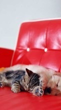 Кошки, Собаки, Животные для Sony Xperia Z5 Premium