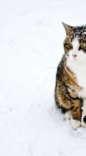Животные, Зима, Кошки, Снег для HTC Desire VT