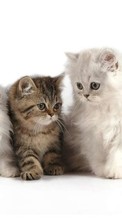 Новые обои на телефон скачать бесплатно: Кошки, Животные.