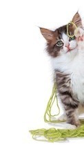 Кошки, Животные для Samsung Galaxy Grand Quattro