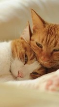 Кошки, Животные для Nokia Lumia 530