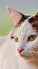 Кошки, Животные для LG Bello 2