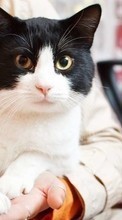 Кошки, Животные для Sony Xperia ZR