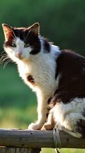Кошки, Животные для Sony Ericsson Xperia X8