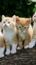Кошки, Животные для Motorola DEVOUR