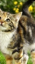 Кошки, Животные для Samsung Galaxy Ace Plus