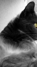Кошки, Животные для HTC Desire HD