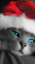 Новые обои 1080x1920 на телефон скачать бесплатно: Коты, Новый Год (New Year), Праздники, Рождество (Christmas, Xmas), Животные.