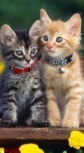 Новые обои на телефон скачать бесплатно: Коты, Животные.