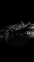 Новые обои 320x240 на телефон скачать бесплатно: Крокодилы, Животные.