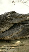 Новые обои 320x480 на телефон скачать бесплатно: Крокодилы, Животные.