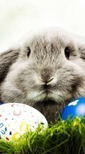 Кролики, Пасха, Праздники, Животные для Sony Xperia E