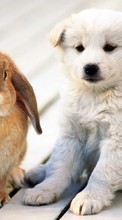 Новые обои на телефон скачать бесплатно: Кролики, Собаки, Животные.