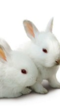 Новые обои на телефон скачать бесплатно: Кролики, Животные.