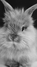 Кролики,Животные для Sony Xperia M