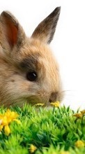 Кролики,Животные для Sony Xperia Z3 Tablet Compact