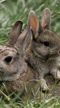 Новые обои на телефон скачать бесплатно: Кролики,Животные.