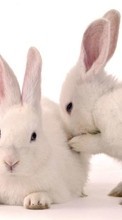 Кролики,Животные для Sony Xperia Miro ST23i