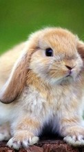 Кролики,Животные для Xiaomi Mi 11