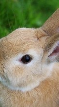 Кролики,Животные для Lenovo Sisley S90