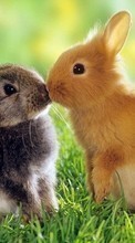Новые обои на телефон скачать бесплатно: Кролики,Животные.
