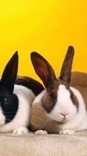 Новые обои 320x240 на телефон скачать бесплатно: Кролики, Животные.