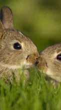 Кролики,Животные