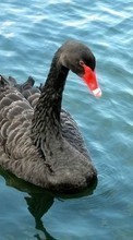 Лебеди, Птицы, Вода, Животные для HTC Radar