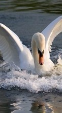 Лебеди, Птицы, Вода, Животные для Sony Xperia ZR LTE