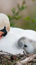 Лебеди,Птицы,Животные для Samsung Google Nexus S