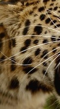 Новые обои на телефон скачать бесплатно: Леопарды,Кошки (Коты, Котики),Животные.