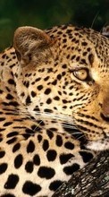 Леопарды, Животные для Acer CloudMobile S500