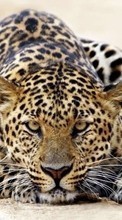Леопарды, Животные для Micromax D303