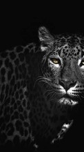 Леопарды, Животные для Vivo X51 5G