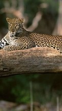 Леопарды, Животные для LG Optimus L7 2 P715