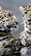Новые обои на телефон скачать бесплатно: Леопарды, Животные.