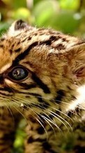 Леопарды, Животные для Sony Ericsson Xperia Neo