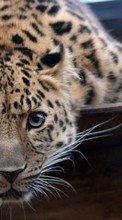 Новые обои на телефон скачать бесплатно: Леопарды, Животные.