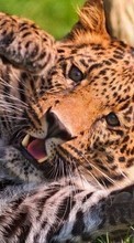 Новые обои на телефон скачать бесплатно: Леопарды,Животные.