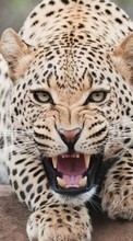Леопарды,Животные для Samsung S5233