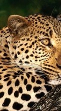 Леопарды,Животные для Nokia Lumia 630 